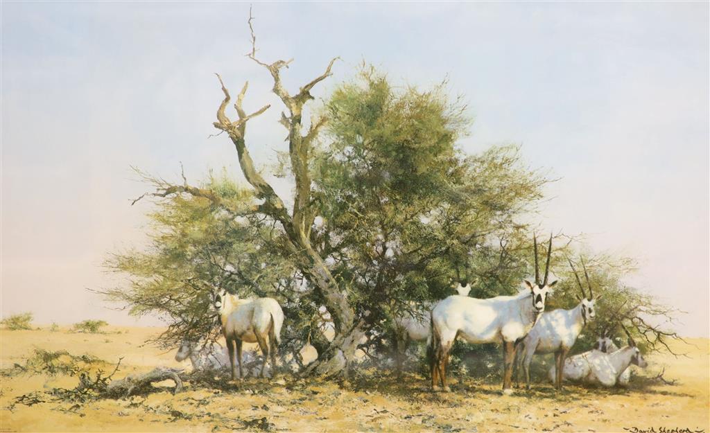 David Shepherd, limited edition print, Arabian Oryx, signed, 51 x 78cm
